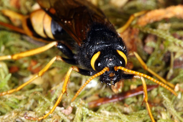 Urocerus gigas - Copyright Denis Bourgeois